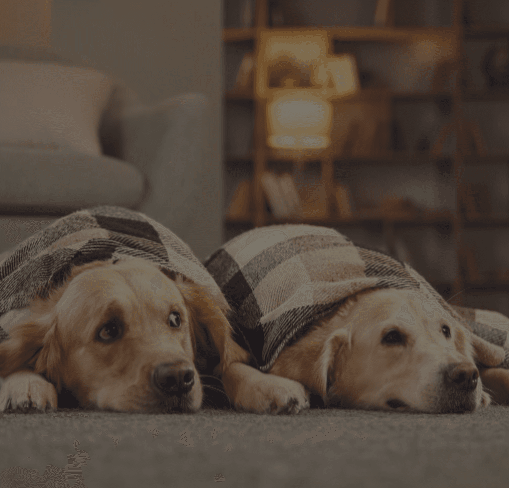 two dogs lying under a blanket